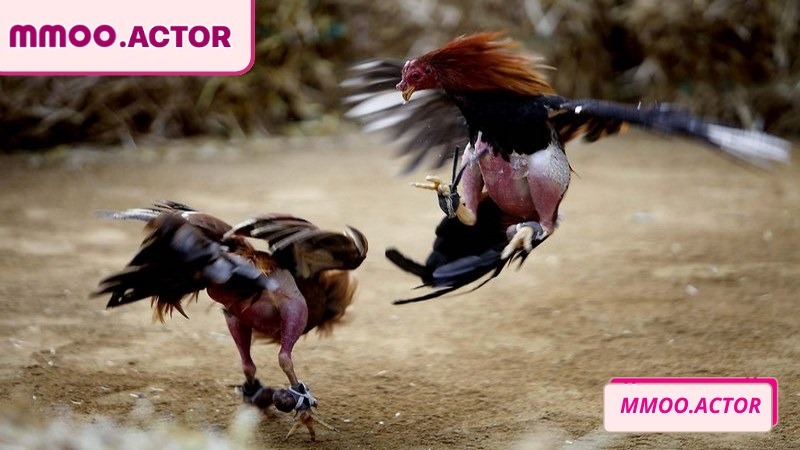 Cựa dao là thể loại mang tính sát thương